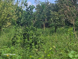 Captain김상곤님의 호박 · 영농일지 작성글 사진