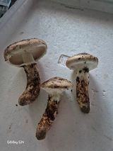 팜모닝 기타작물·영농일지 게시글 이미지