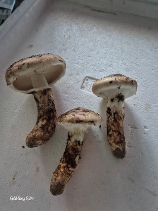 유재환님의 기타작물 · 영농일지 작성글 사진