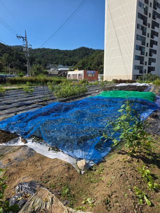 병섭님의 들깨 · 영농일지 작성글 사진