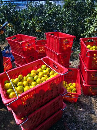 민성종묘(감귤묘목)님의 귤 · 영농일지 작성글 사진