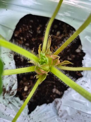 안병찬님의 딸기 · 영농일지 작성글 사진