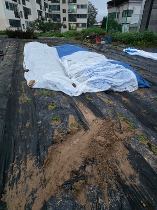 병섭님의 들깨 · 영농일지 작성글 사진