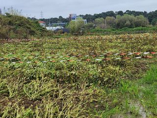 평택님의 들깨 · 영농일지 작성글 사진