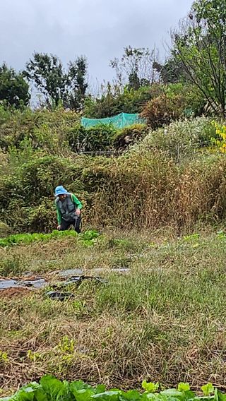 정연섭님의 기타작물 · 영농일지 작성글 사진