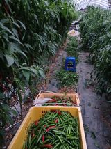 팜모닝 고추·영농일지 게시글 이미지