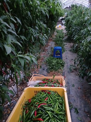 자기왕사랑해님의 고추 · 영농일지 작성글 사진