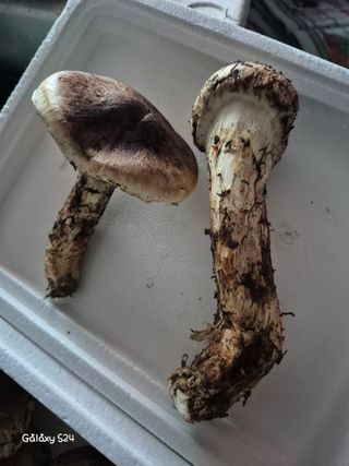 유재환님의 기타작물 · 영농일지 작성글 사진