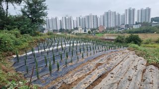 정승조님의 고구마 · 영농일지 작성글 사진