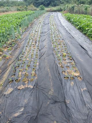 양파12861님의 배추 · 영농일지 작성글 사진