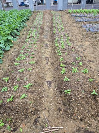 뚜벅이님의 기타작물 · 영농일지 작성글 사진