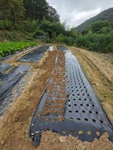 팜모닝 마늘·영농일지 게시글 이미지