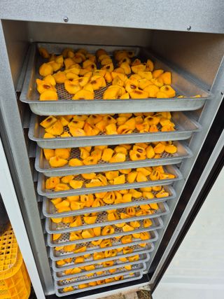 김용민님의 감 · 영농일지 작성글 사진