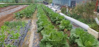 박상중님의 양파 · 영농일지 작성글 사진