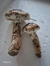 팜모닝 기타작물·영농일지 게시글 이미지