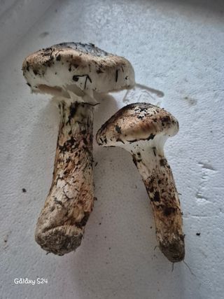 유재환님의 기타작물 · 영농일지 작성글 사진