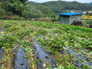 심기섭님의 기타작물 · 영농일지 작성글 사진