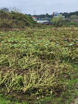 팜모닝 들깨·영농일지 게시글 이미지