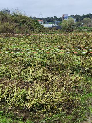 평택님의 들깨 · 영농일지 작성글 사진