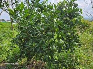Captain김상곤님의 호박 · 영농일지 작성글 사진