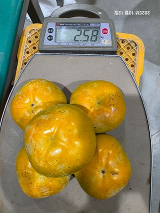 주하네팜(태추,부유님의 감 · 영농일지 작성글 사진