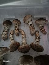 팜모닝 기타작물·영농일지 게시글 이미지