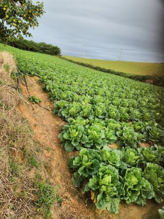 김저팔계님의 파 · 영농일지 작성글 사진