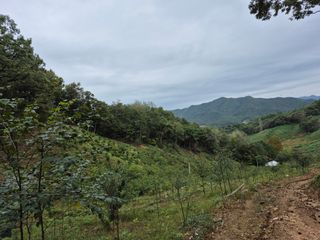 엉뚱님의 기타작물 · 영농일지 작성글 사진