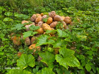 Captain김상곤님의 호박 · 영농일지 작성글 사진