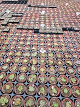 팜모닝 기타작물·영농일지 게시글 이미지