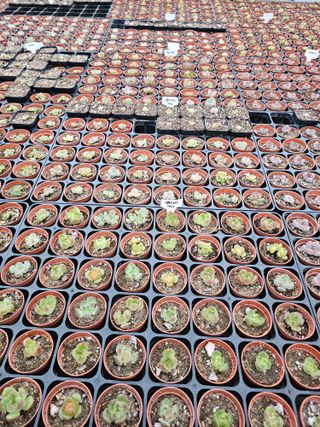 신상섭님의 기타작물 · 영농일지 작성글 사진