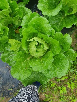 양파12861님의 배추 · 영농일지 작성글 사진