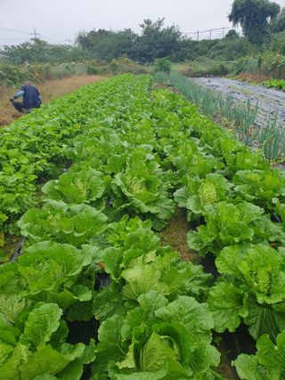 양파12861님의 배추 · 영농일지 작성글 사진