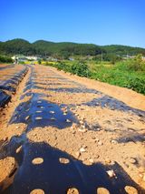 팜모닝 마늘·영농일지 게시글 이미지