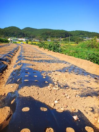 오이8898황산면님의 마늘 · 영농일지 작성글 사진