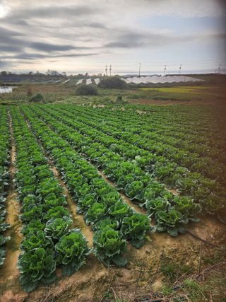김저팔계님의 파 · 영농일지 작성글 사진