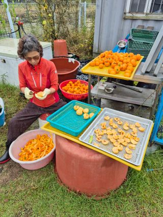 김용민님의 감 · 영농일지 작성글 사진