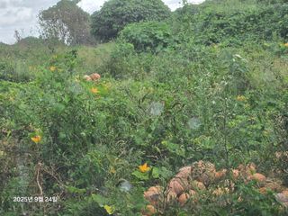 Captain김상곤님의 호박 · 영농일지 작성글 사진