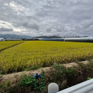 김홍례님의 벼 · 영농일지 작성글 사진