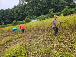 최연숙님의 들깨 · 영농일지 작성글 사진