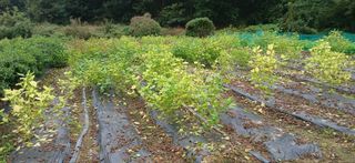 이형근님의 들깨 · 영농일지 작성글 사진