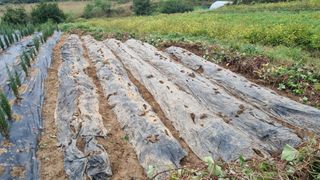 정승조님의 고구마 · 영농일지 작성글 사진