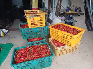 홍순오님의 고추 · 영농일지 작성글 사진