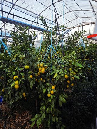 민성종묘(감귤묘목)님의 귤 · 영농일지 작성글 사진