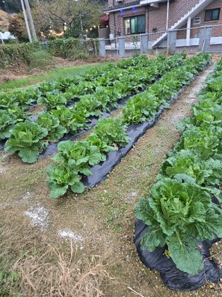 뚜벅이님의 기타작물 · 영농일지 작성글 사진