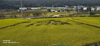 초보농부님의 벼 · 영농일지 작성글 사진