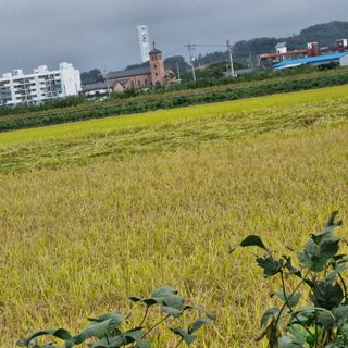 김홍례님의 벼 · 영농일지 작성글 사진