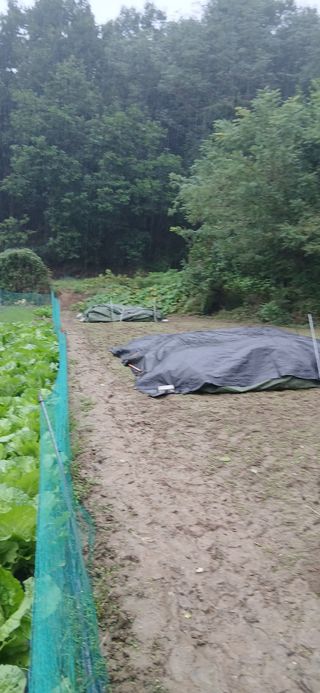 이형근님의 들깨 · 영농일지 작성글 사진