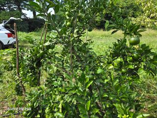 Captain김상곤님의 호박 · 영농일지 작성글 사진