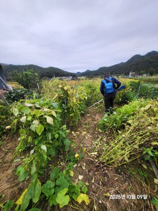 강정아님의 들깨 · 영농일지 작성글 사진